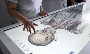 The Anatomage table holds images from four human cadavers. 